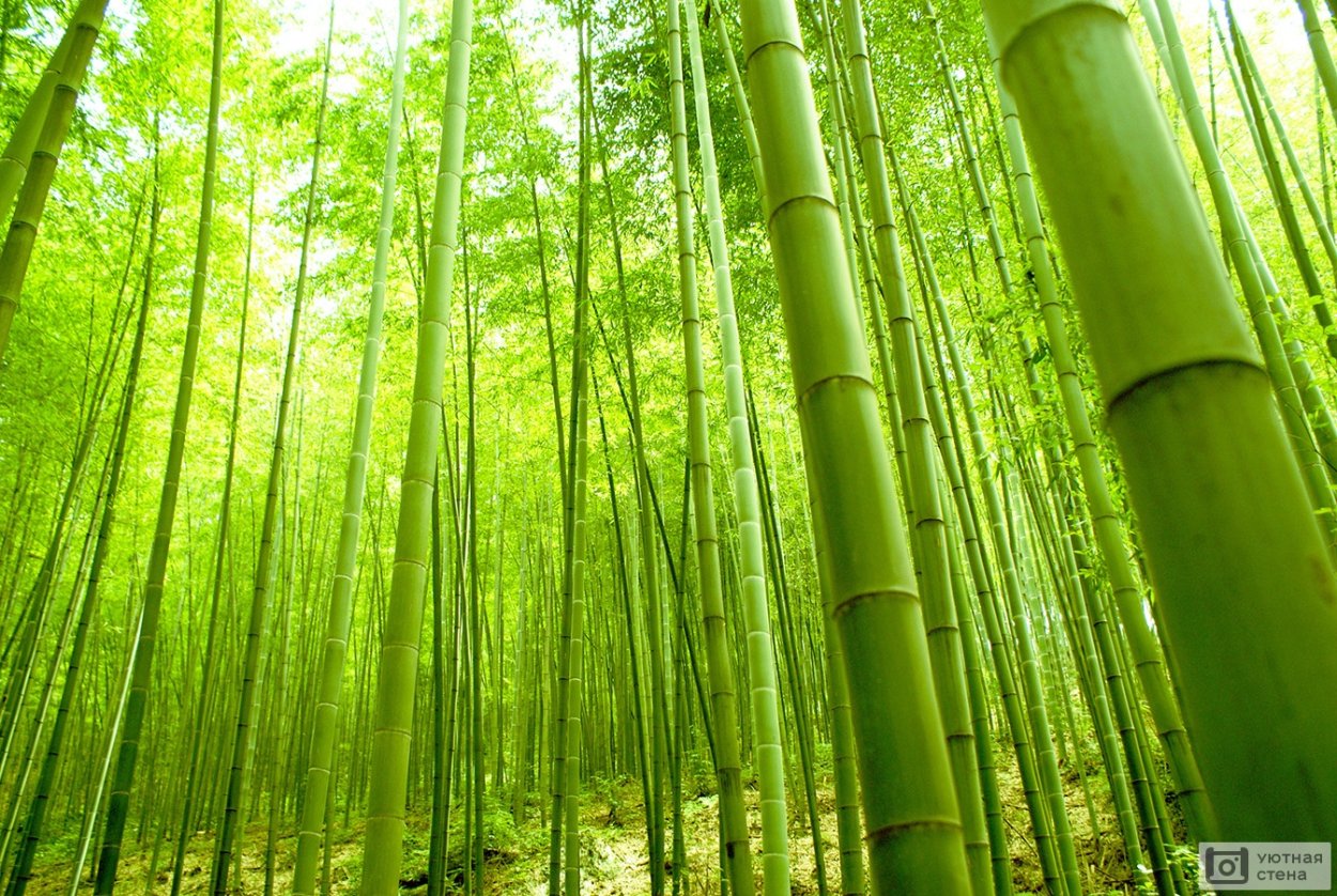 Лощина черного бамбука Хэйчжу Китай