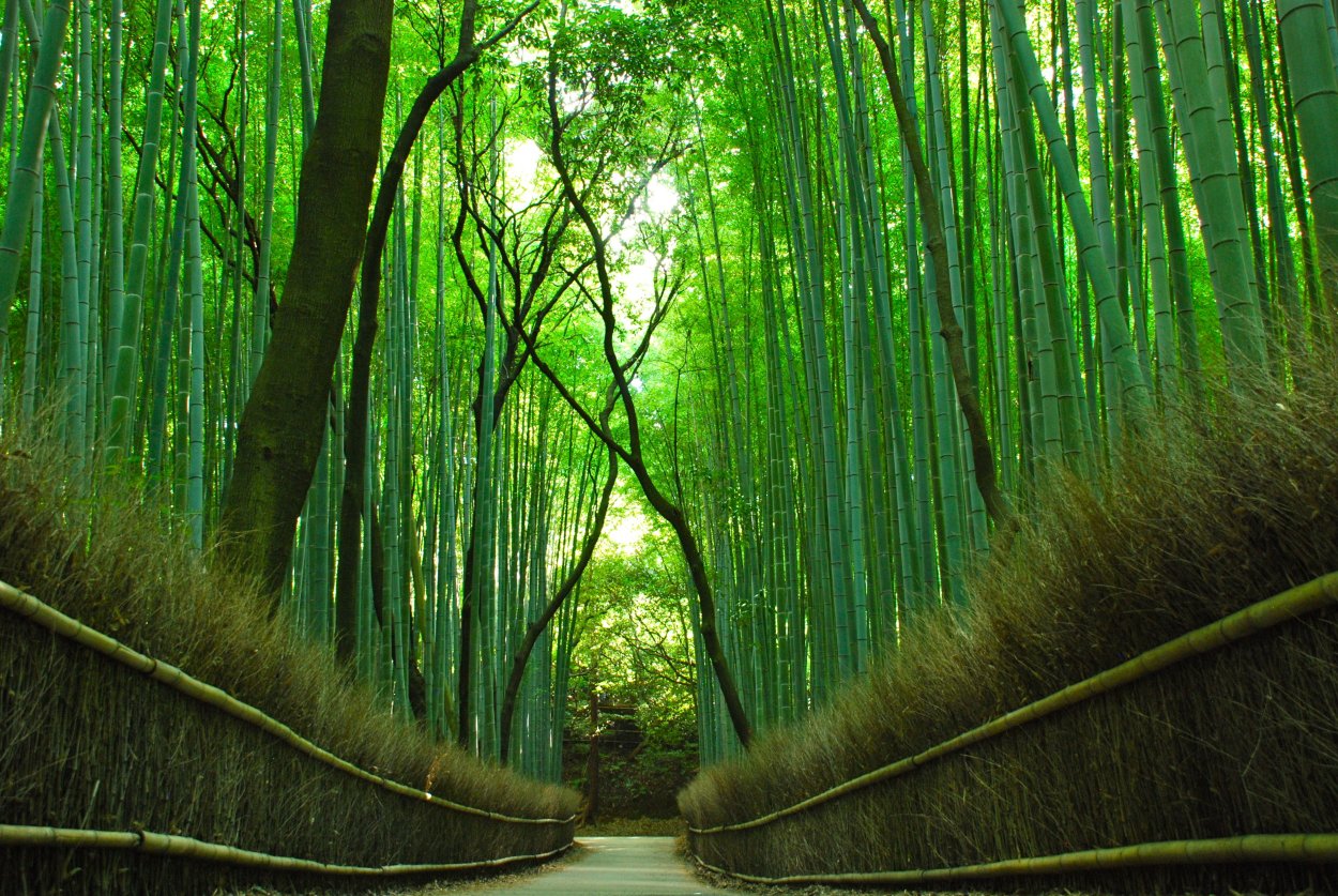 Бамбуковый лес Сагано