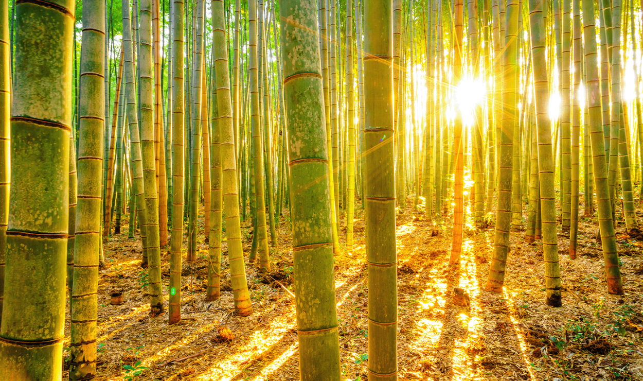 Бамбуковая роща Сагано