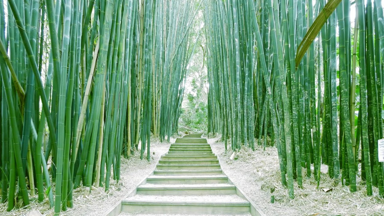 Бамбуковая роща Арасияма, Япония