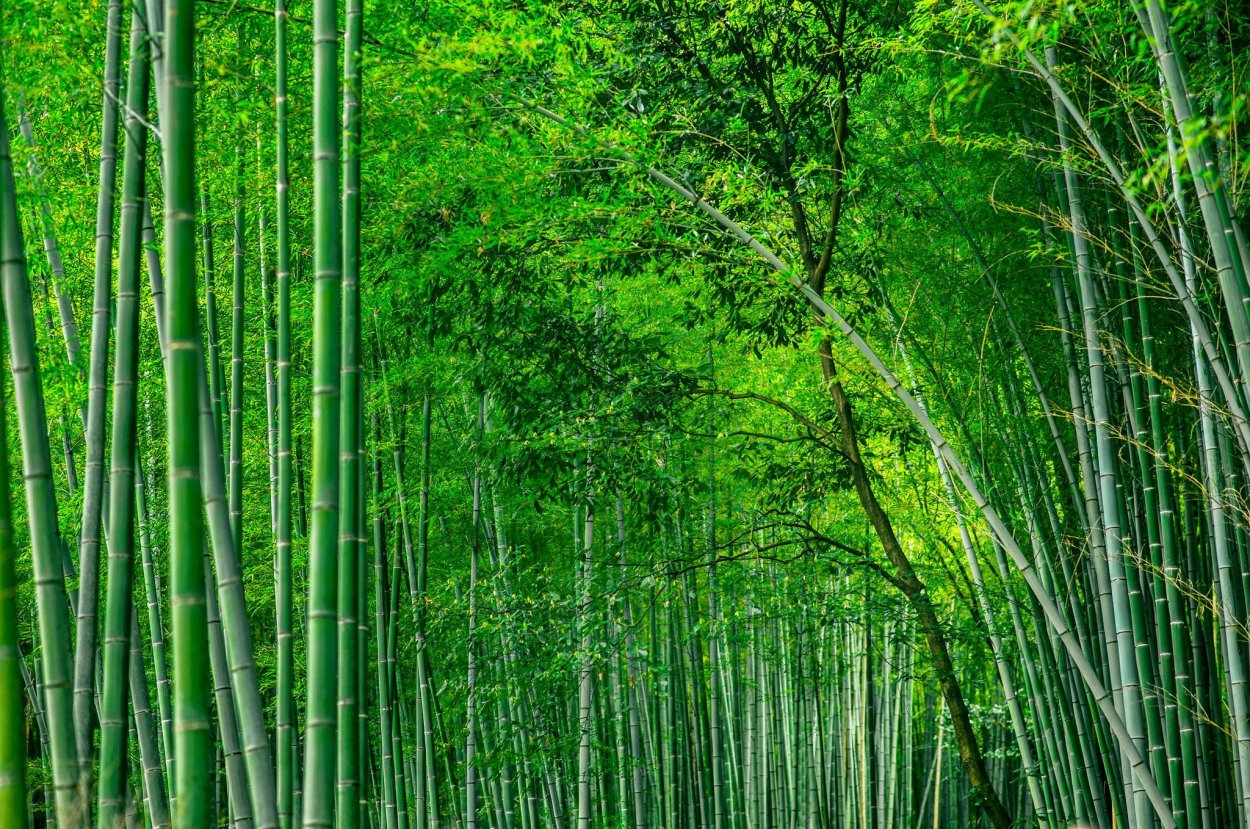 Бамбуковый лес Сагано в Киото