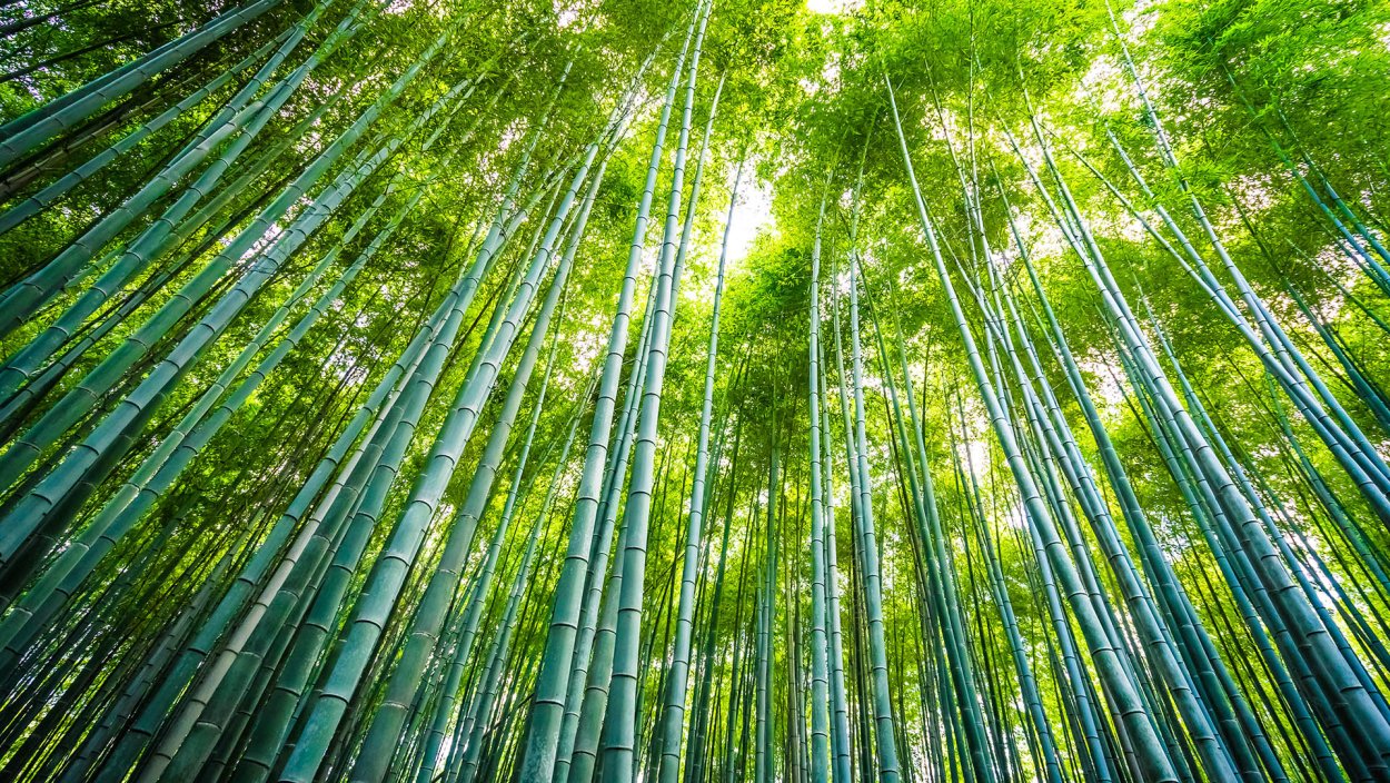 Бамбуковый лес Сагано 4к