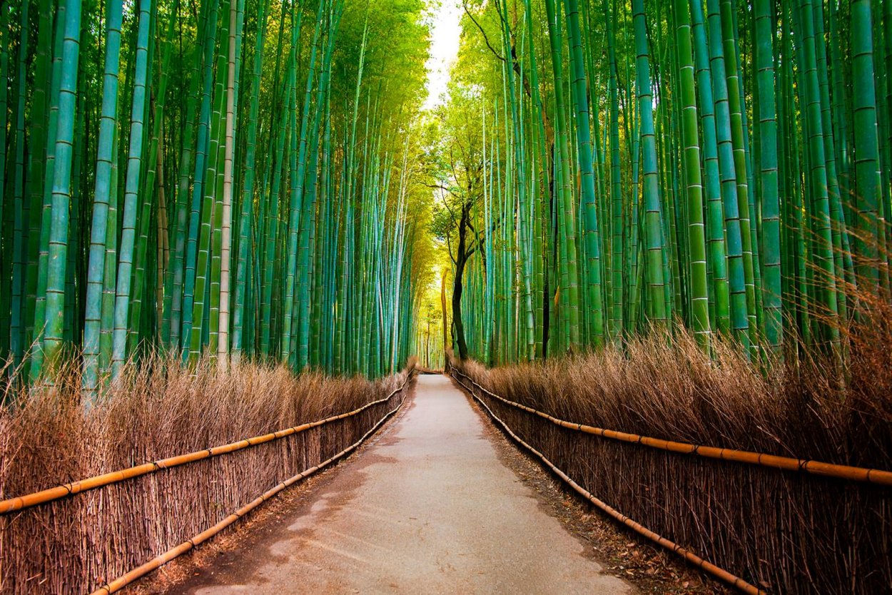 Пазл бамбуковый лес