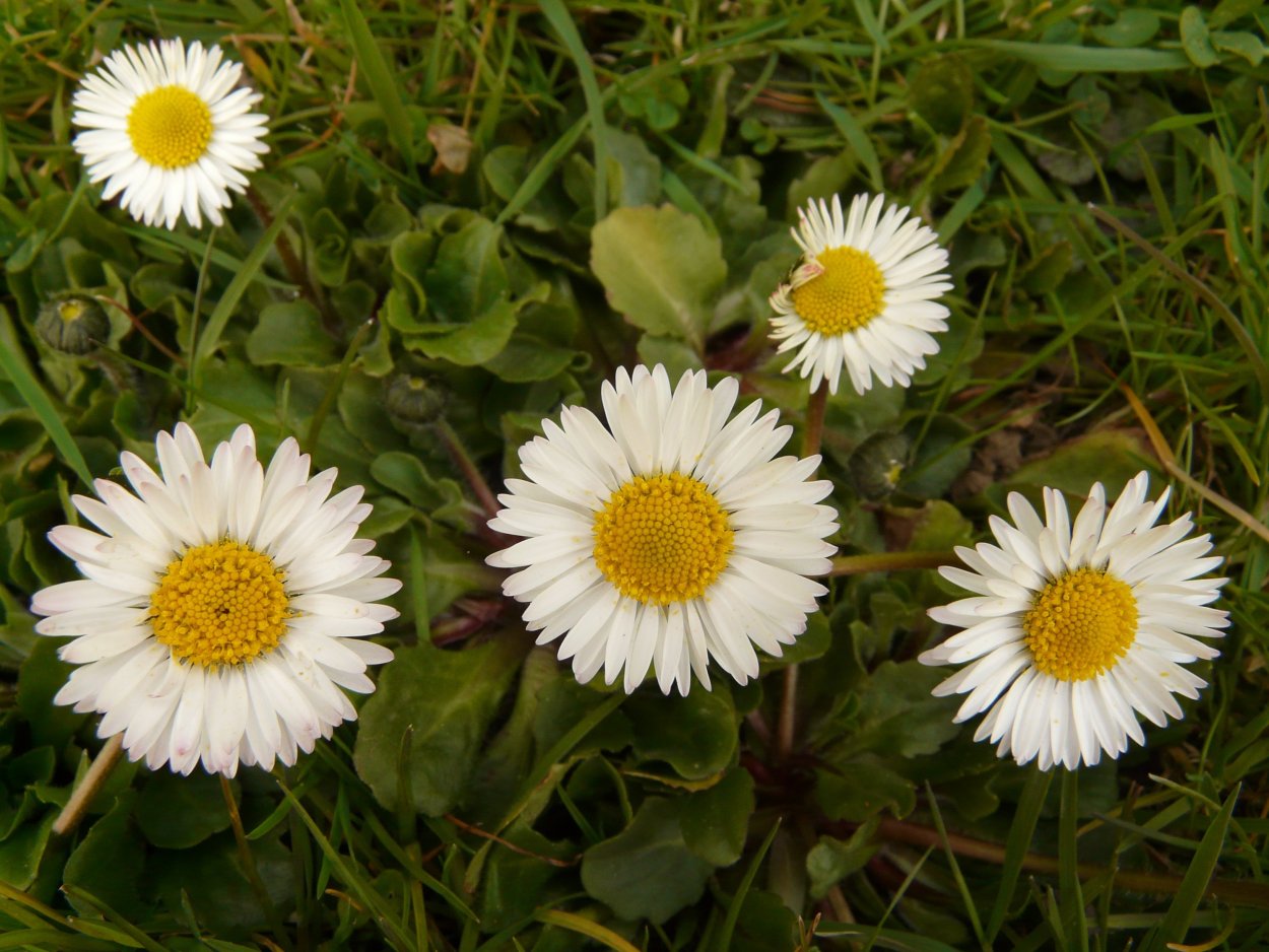 Мелколепестник канадский Erigeron canadensis