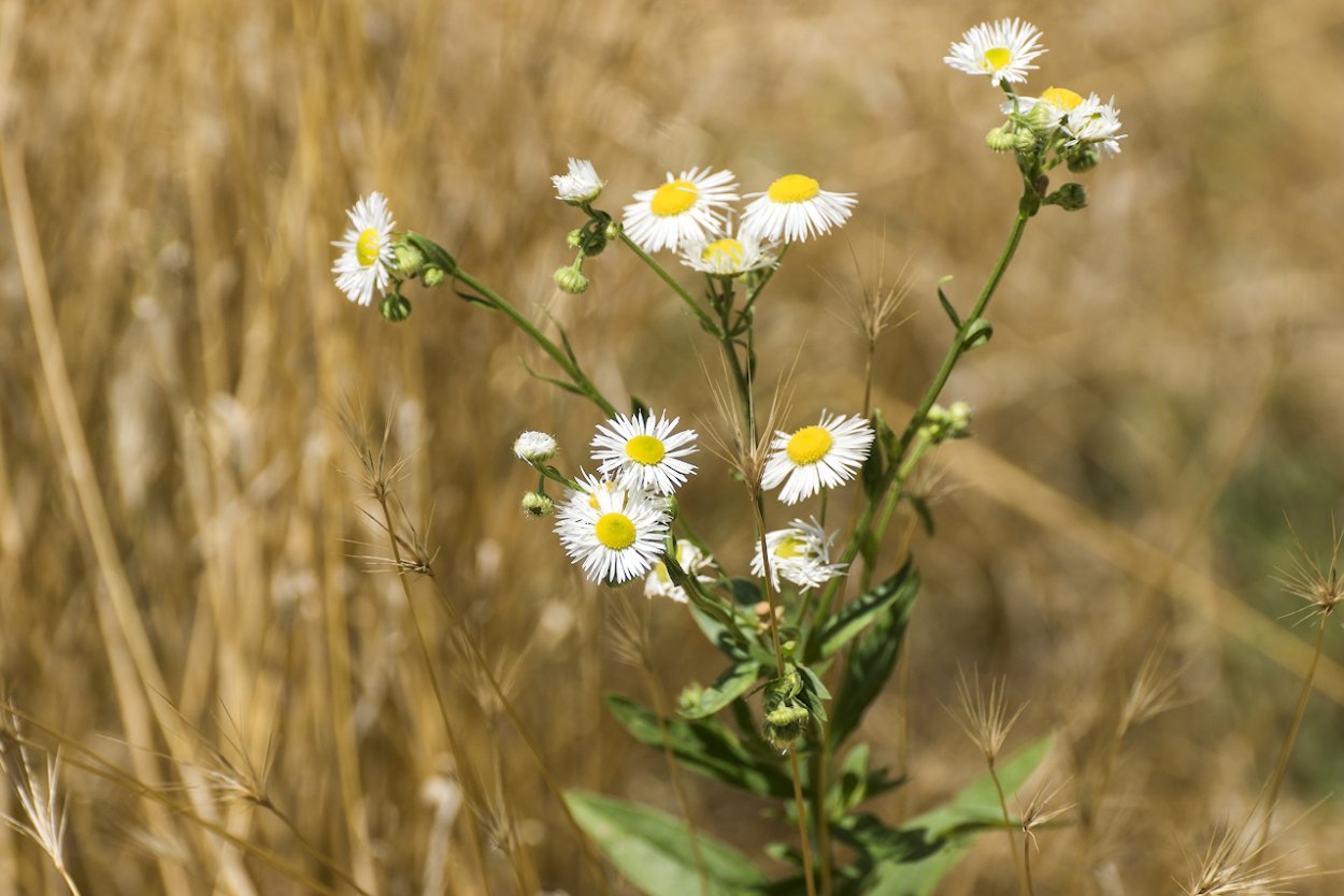 Ромашка дикорастущая