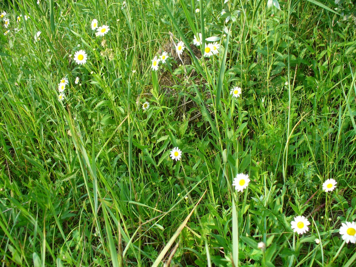 Bellis perennis