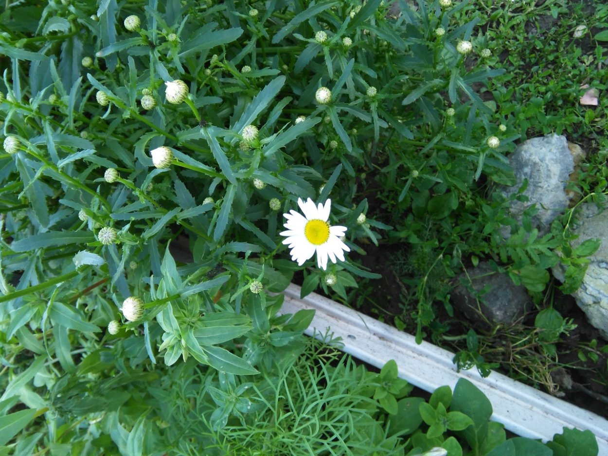 Цветы Эстетика ромашки