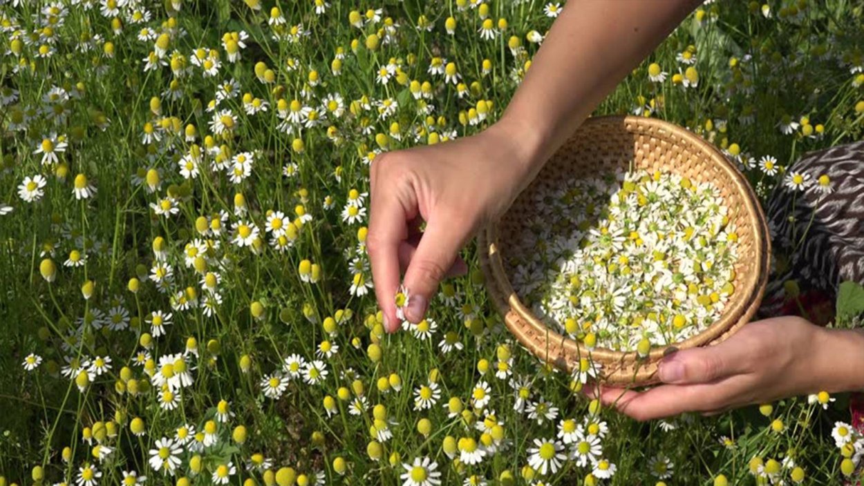 Ромашка трава