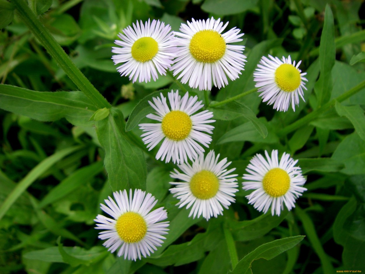 Ромашка мелкая Полевая