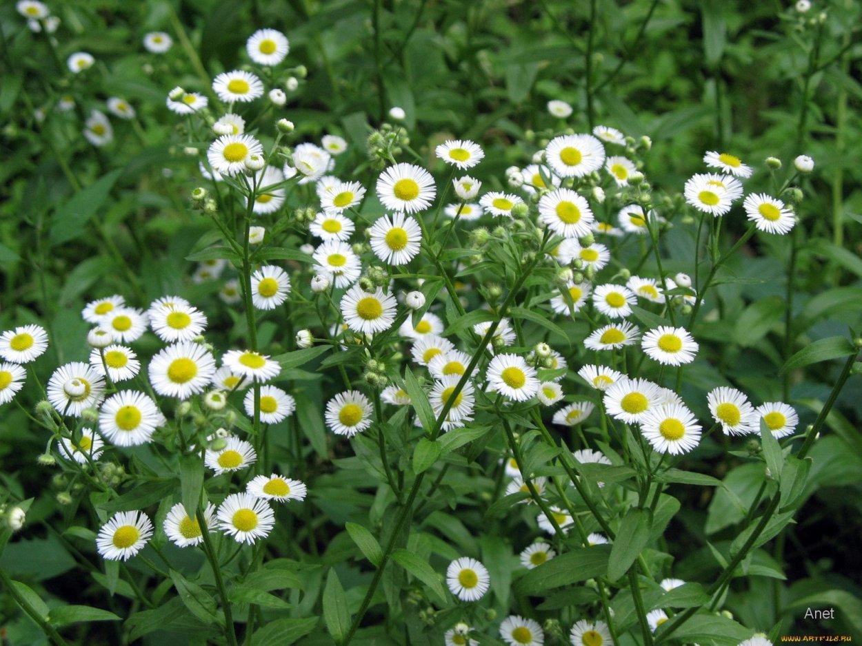 Охапка полевых ромашек