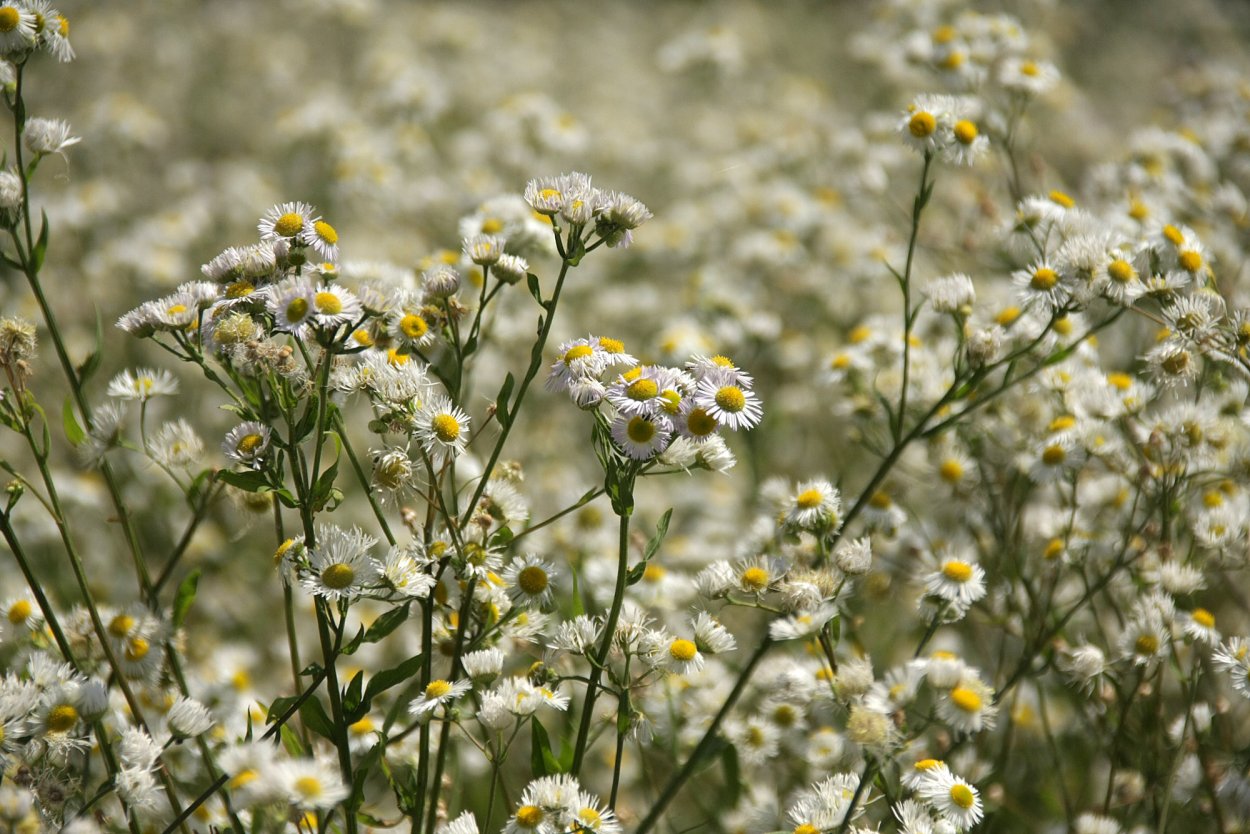 Ромашка сорняк