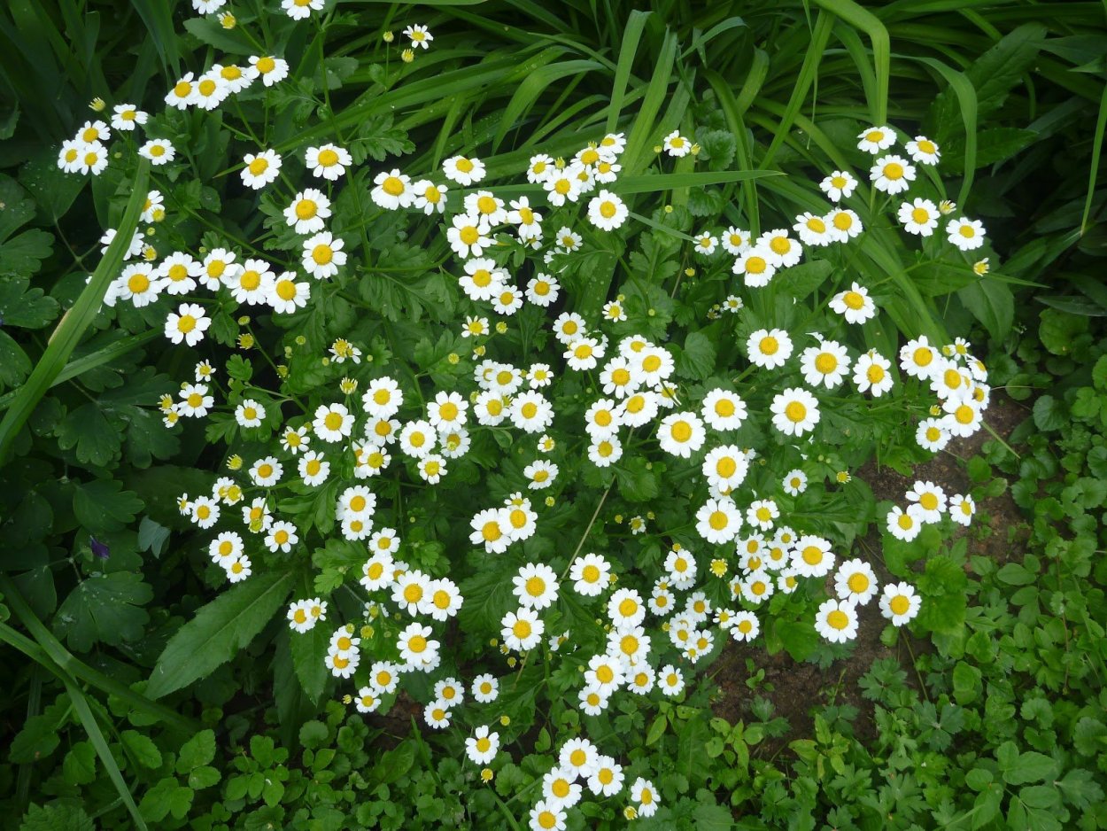 Ромашка аптечная в огороде