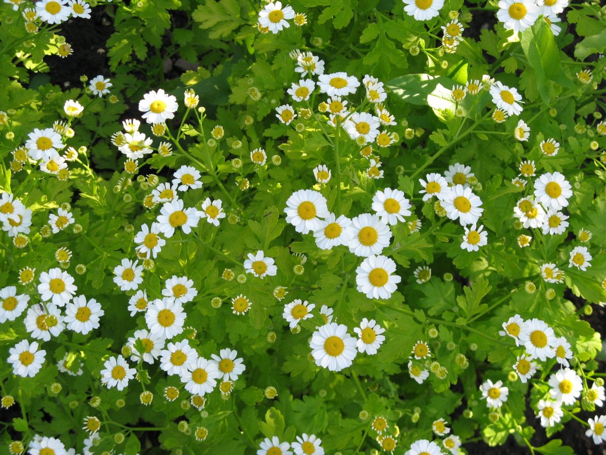 Газонная трава с маргаритками