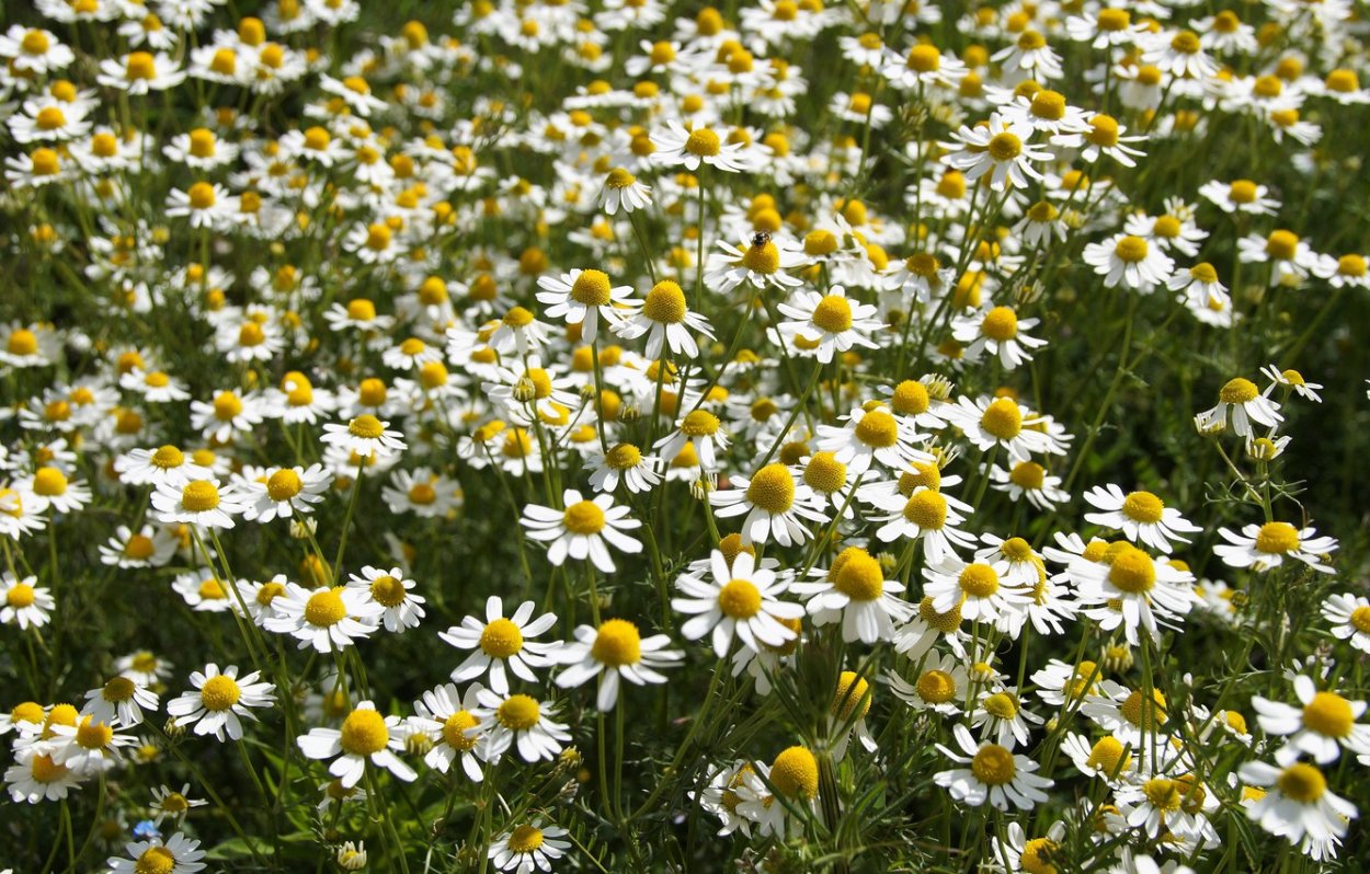 Ромашка мелкоцветковая Полевая