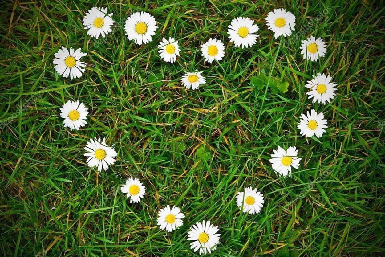 Сорняк Ромашка непахучая Трехреберник непахучий