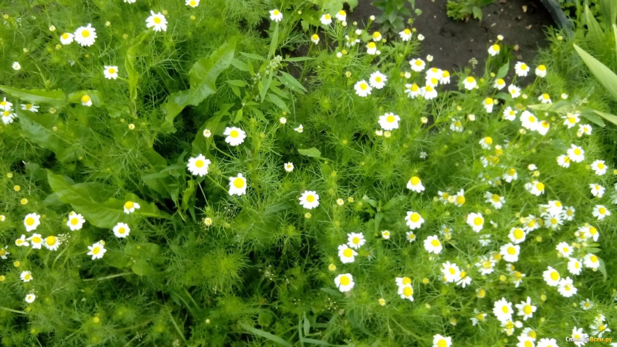 Ромашка сорняк