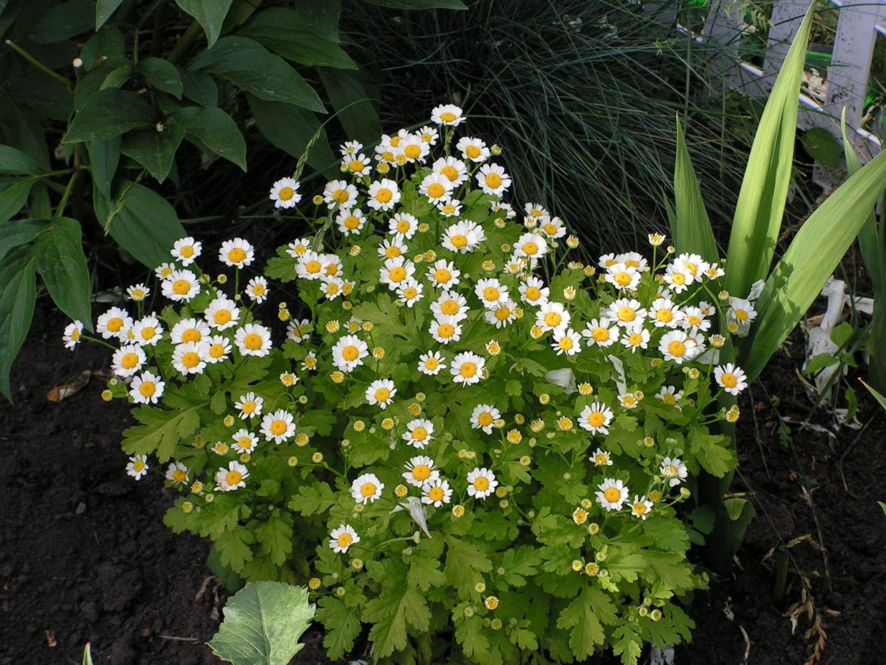 Ромашки Эстетика