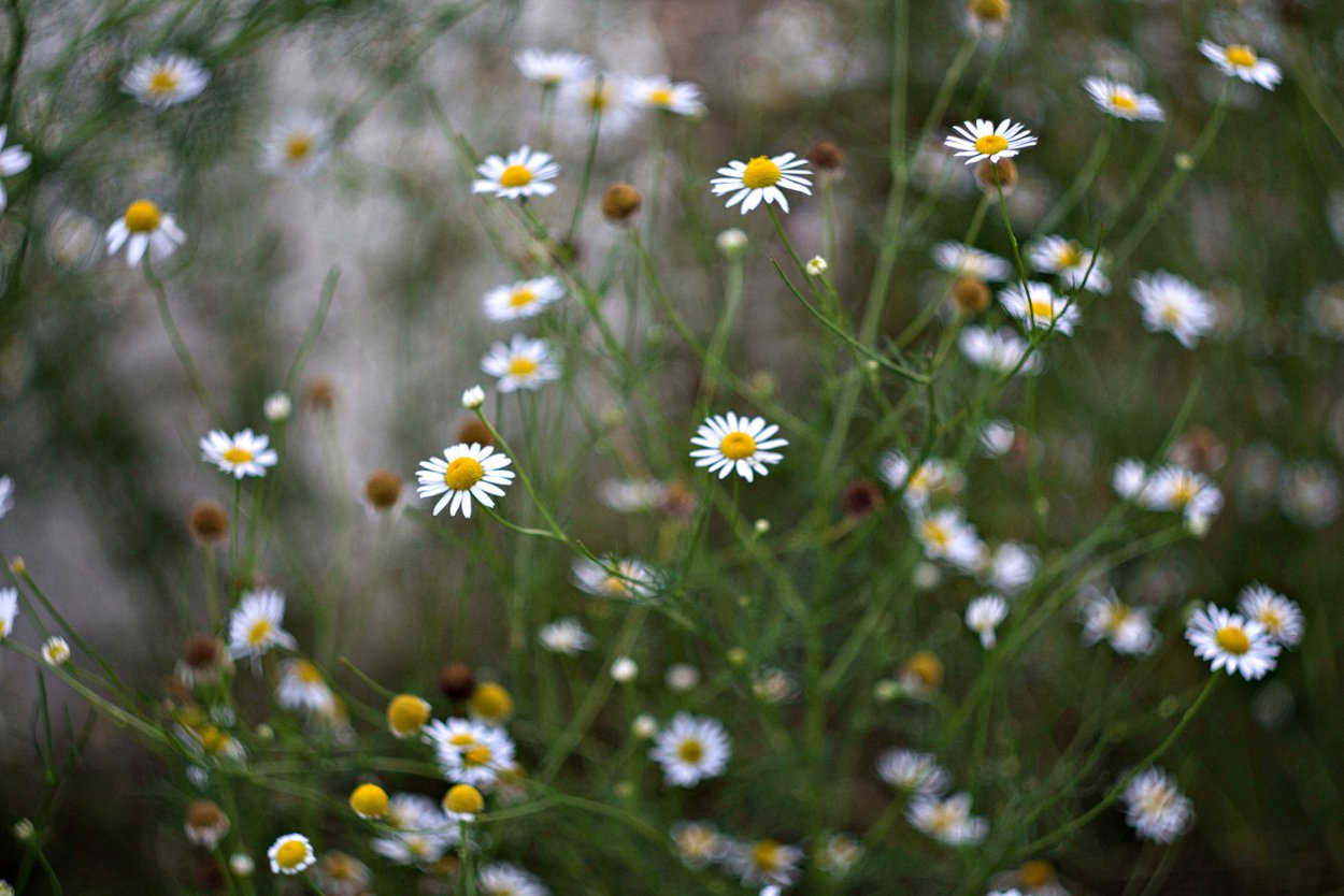 Астра Полевая Ромашковая