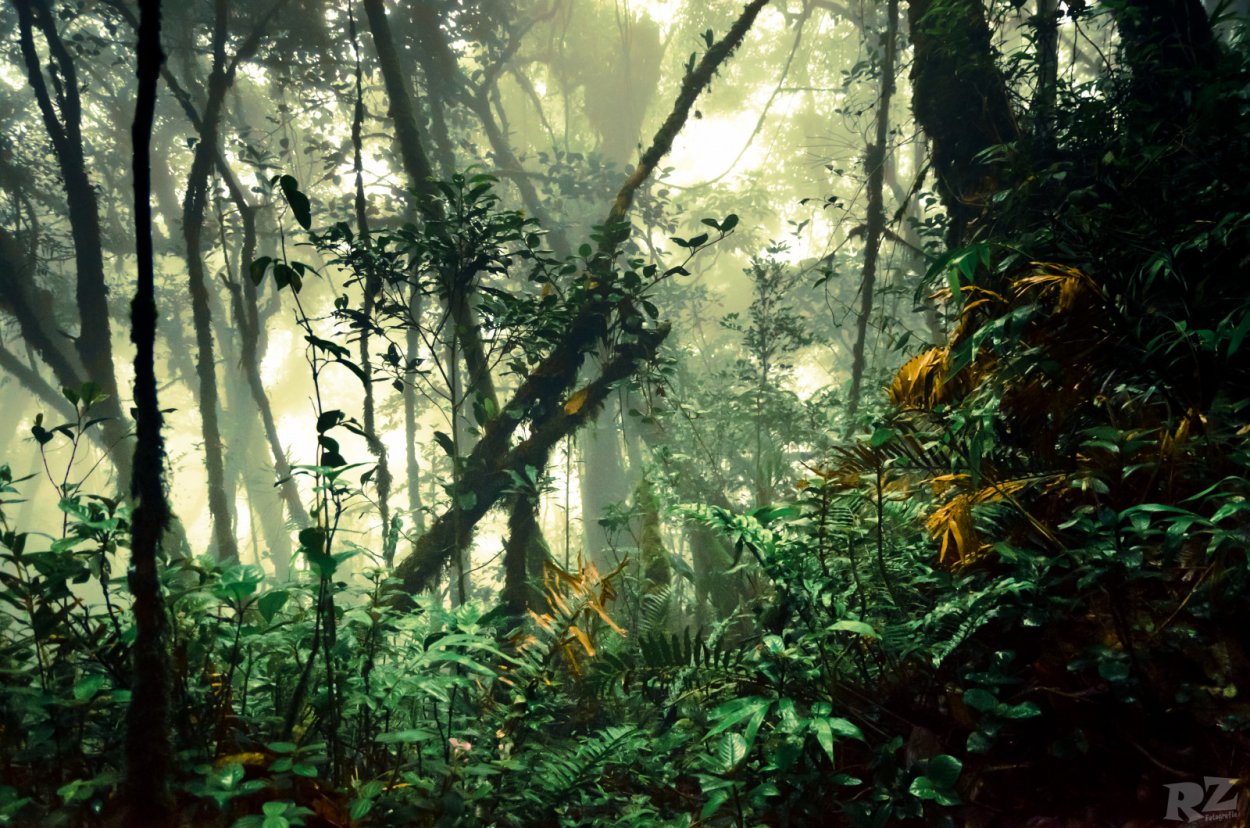 Биом тропического леса Эдем