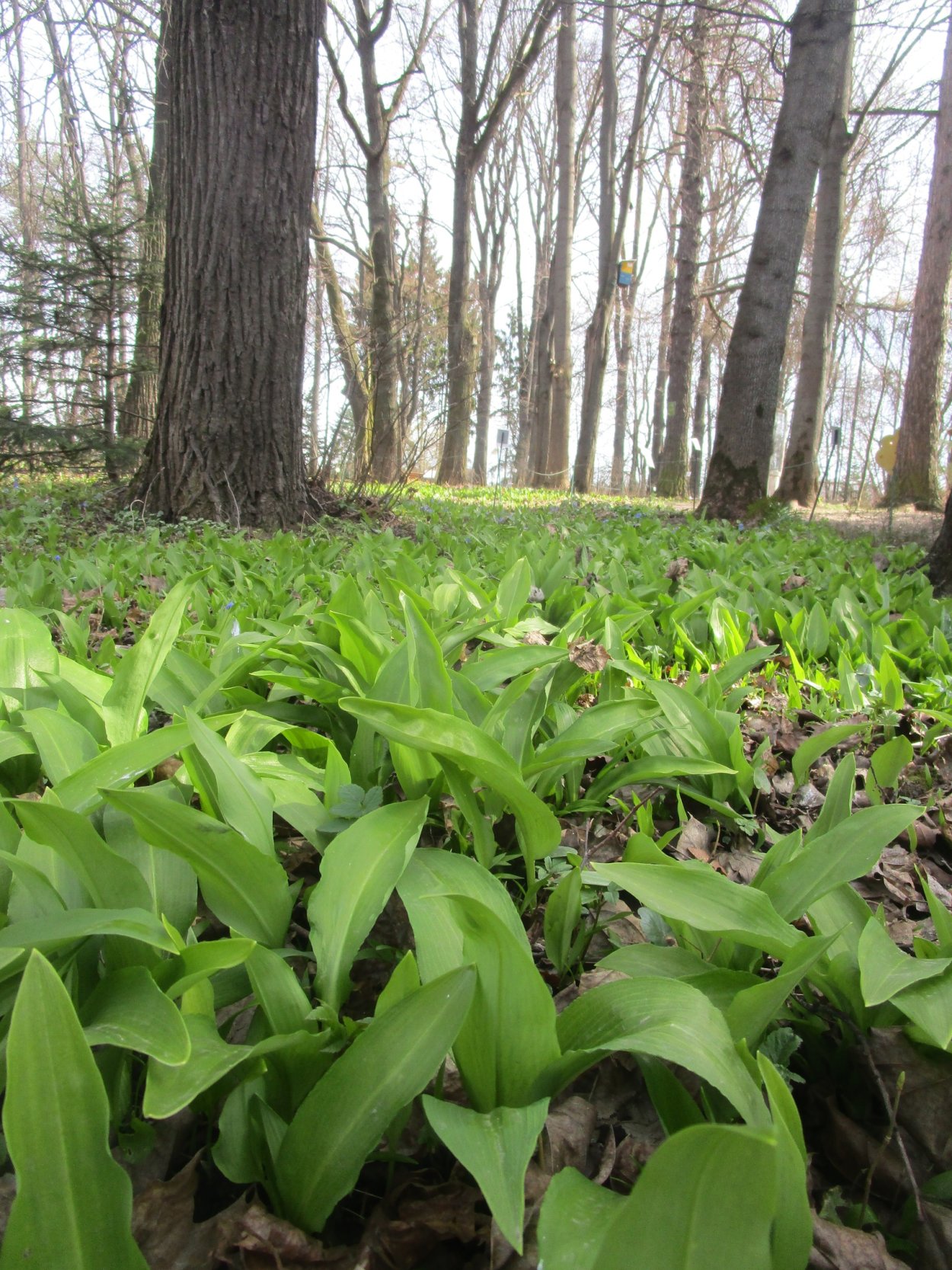 Черемша Таежная