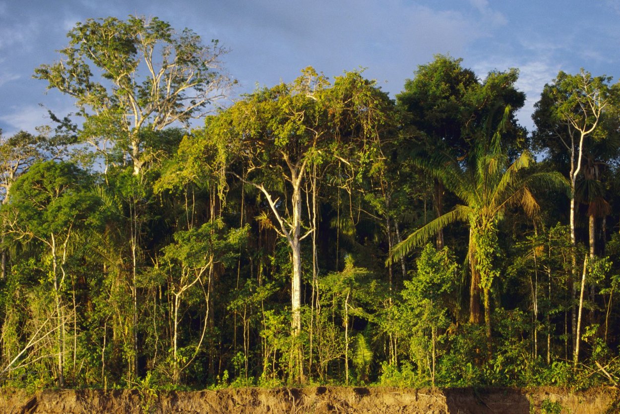 Бальса сельвы Южной Америки