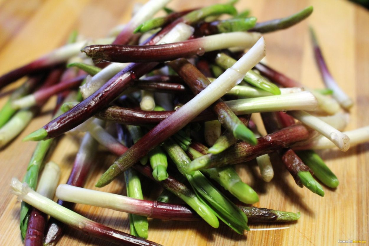 Черемша в горах