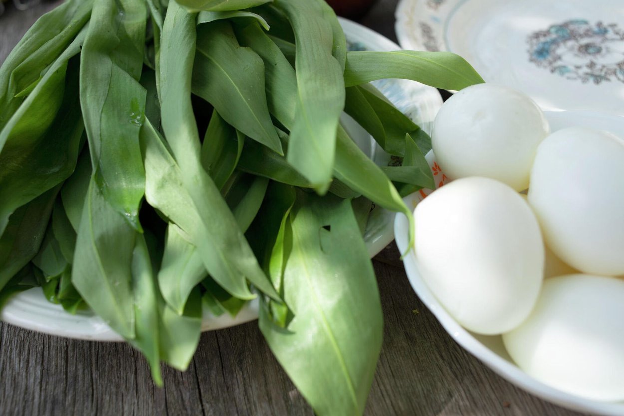 Черемша Агрессор?