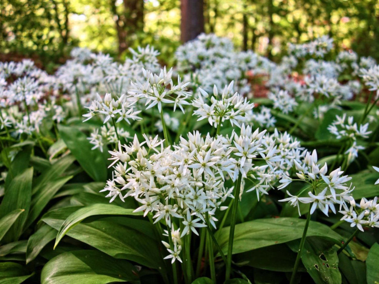 Аллиум Медвежий