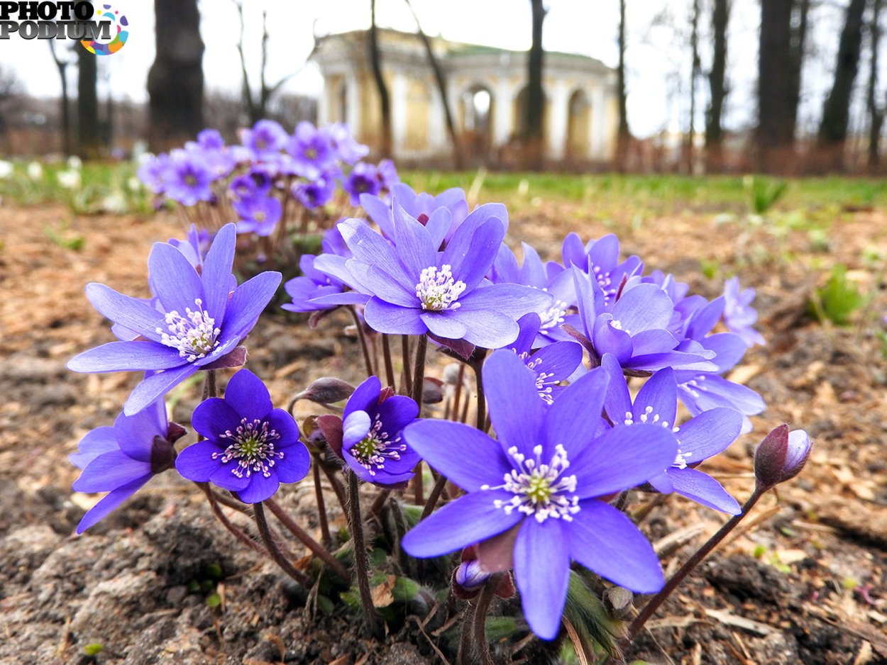 Черемша широколистная