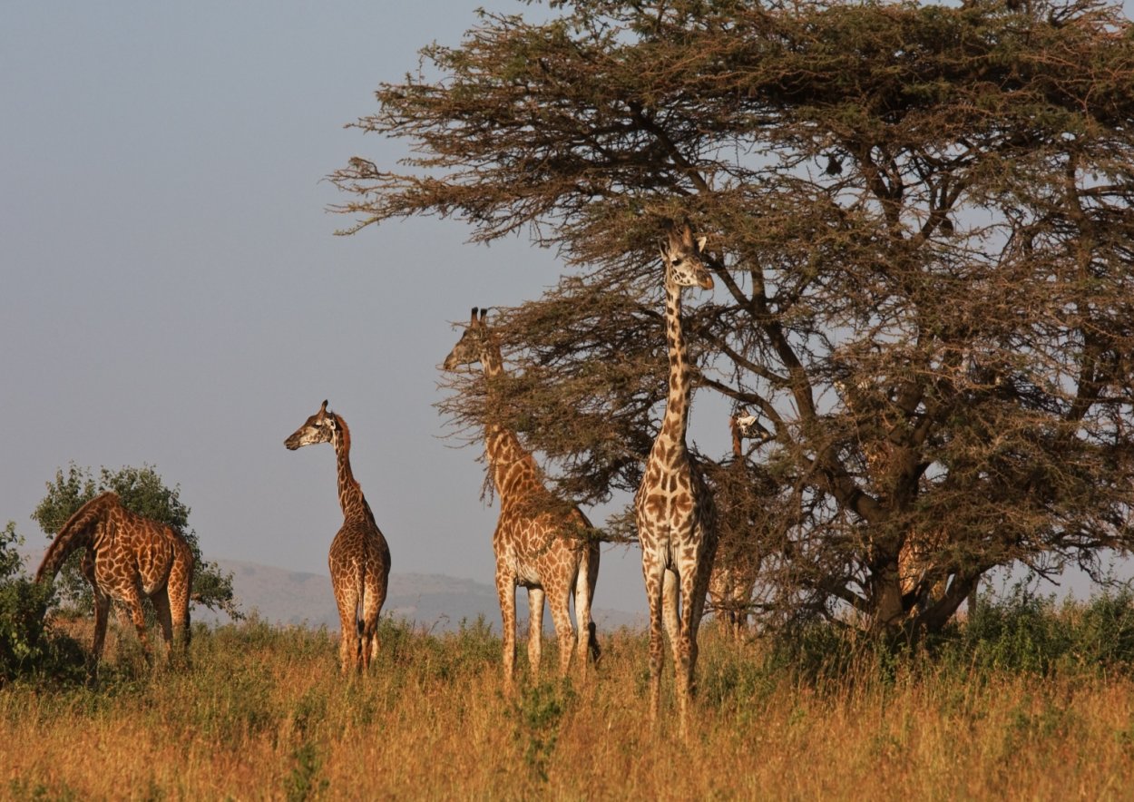 Саванны и тропические леса