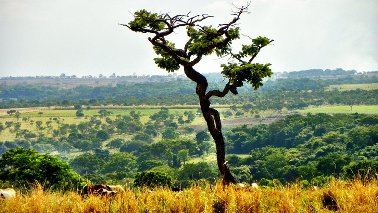 Кампос серрадос Южной Америки