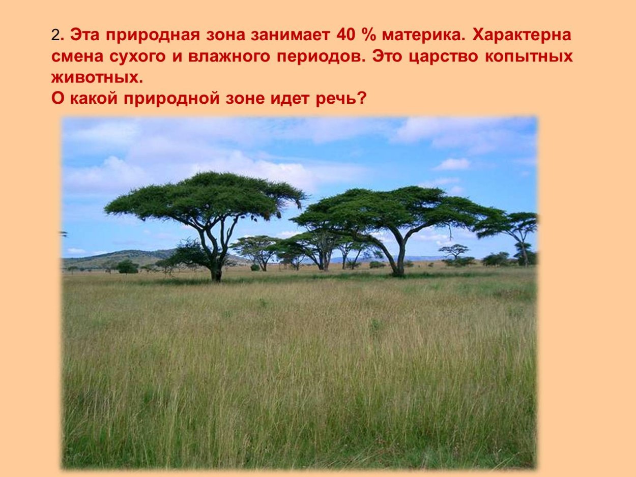 Зонтичная Акация природная зона