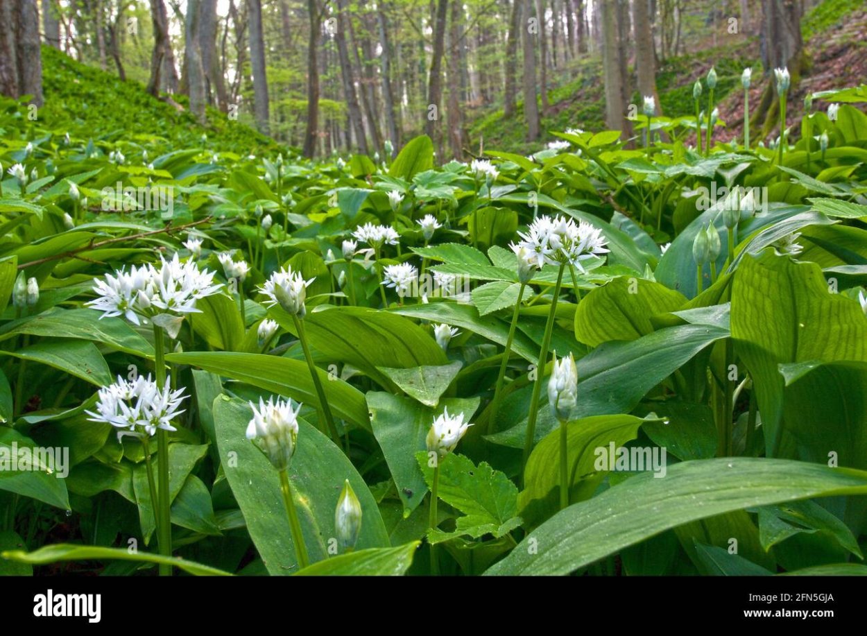 Черемша Болотная