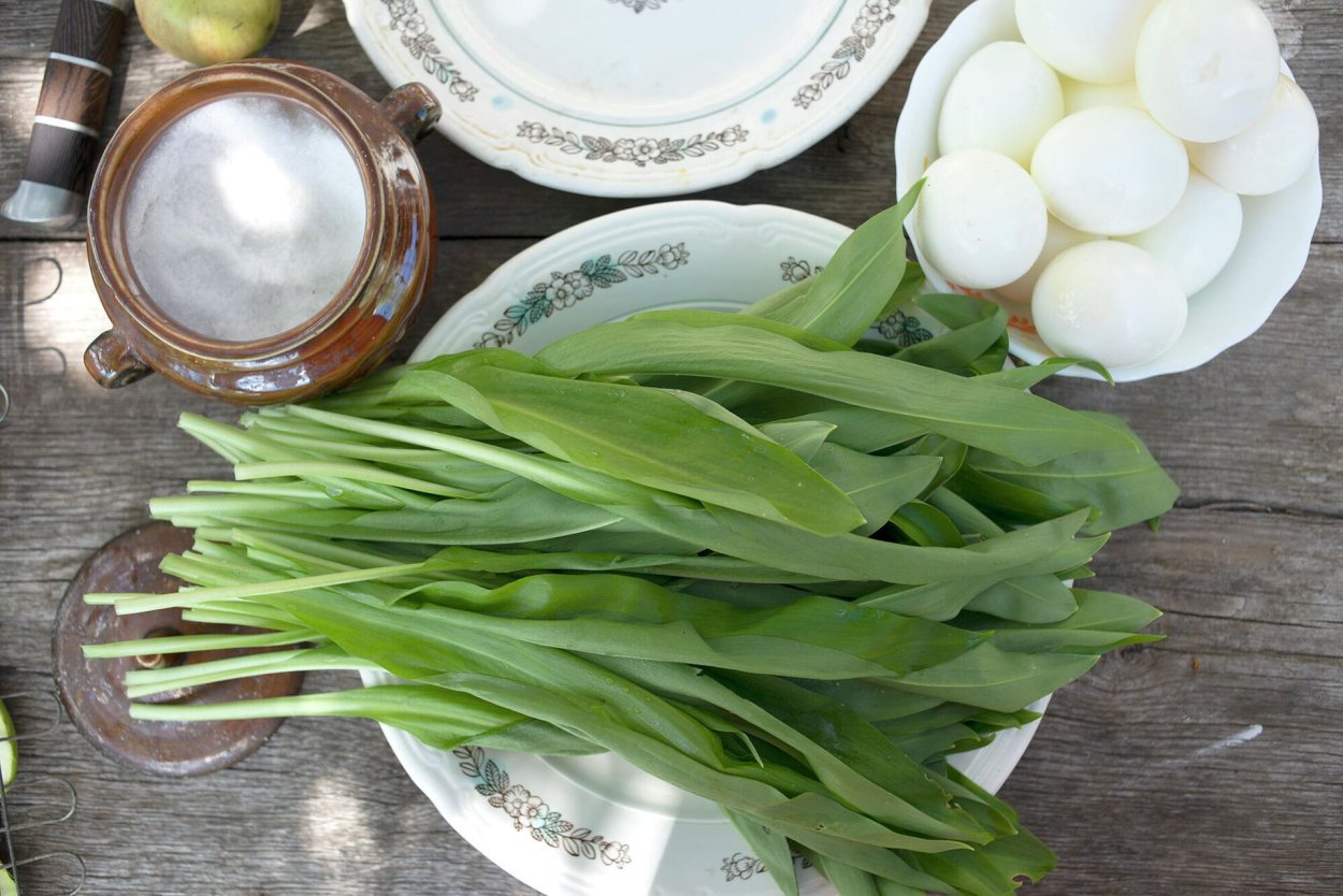 Черемша Садовая