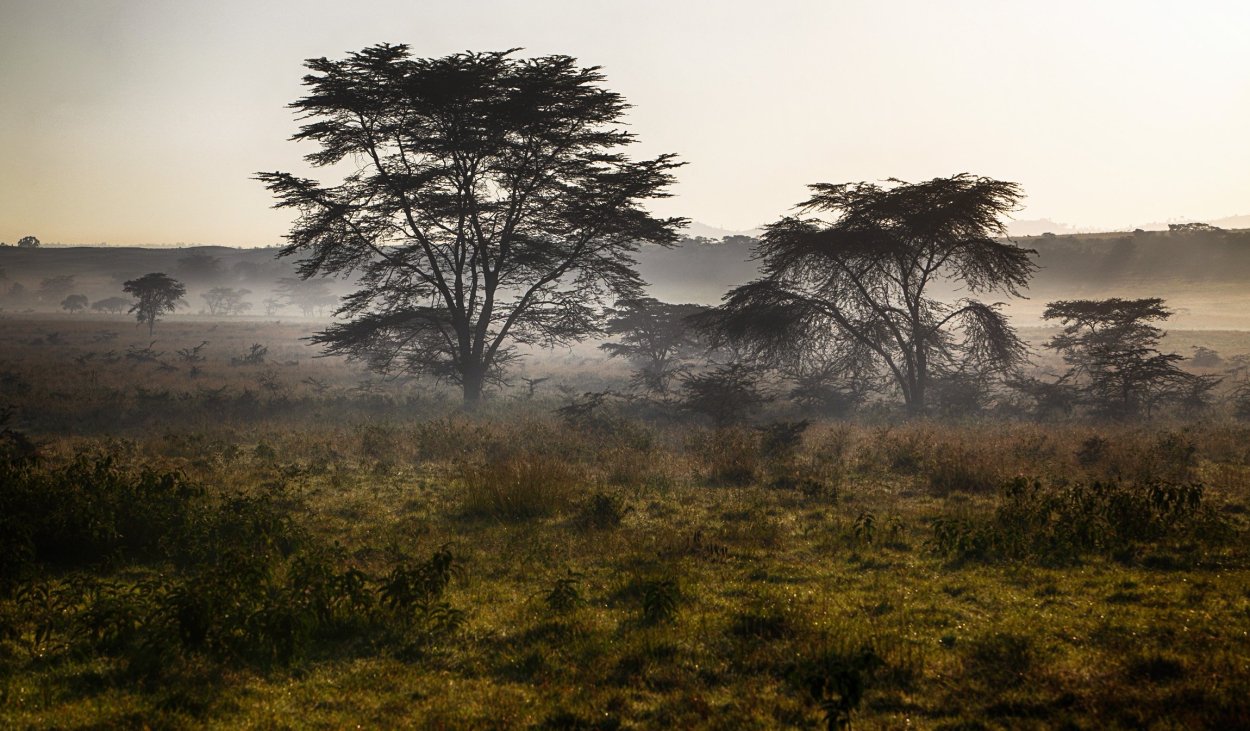 Танзания тропические сухие листопадные редколесья