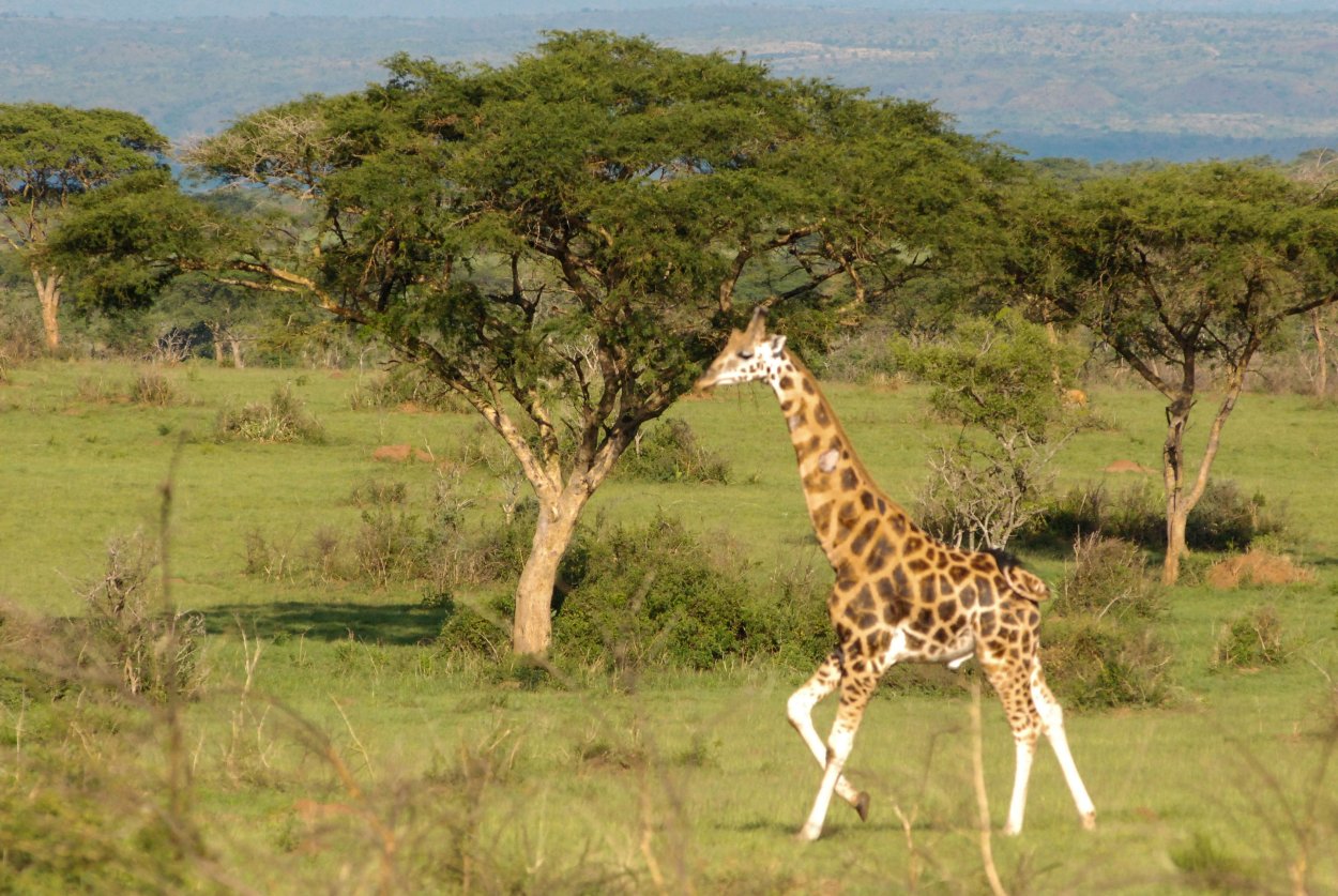 Саванна летом