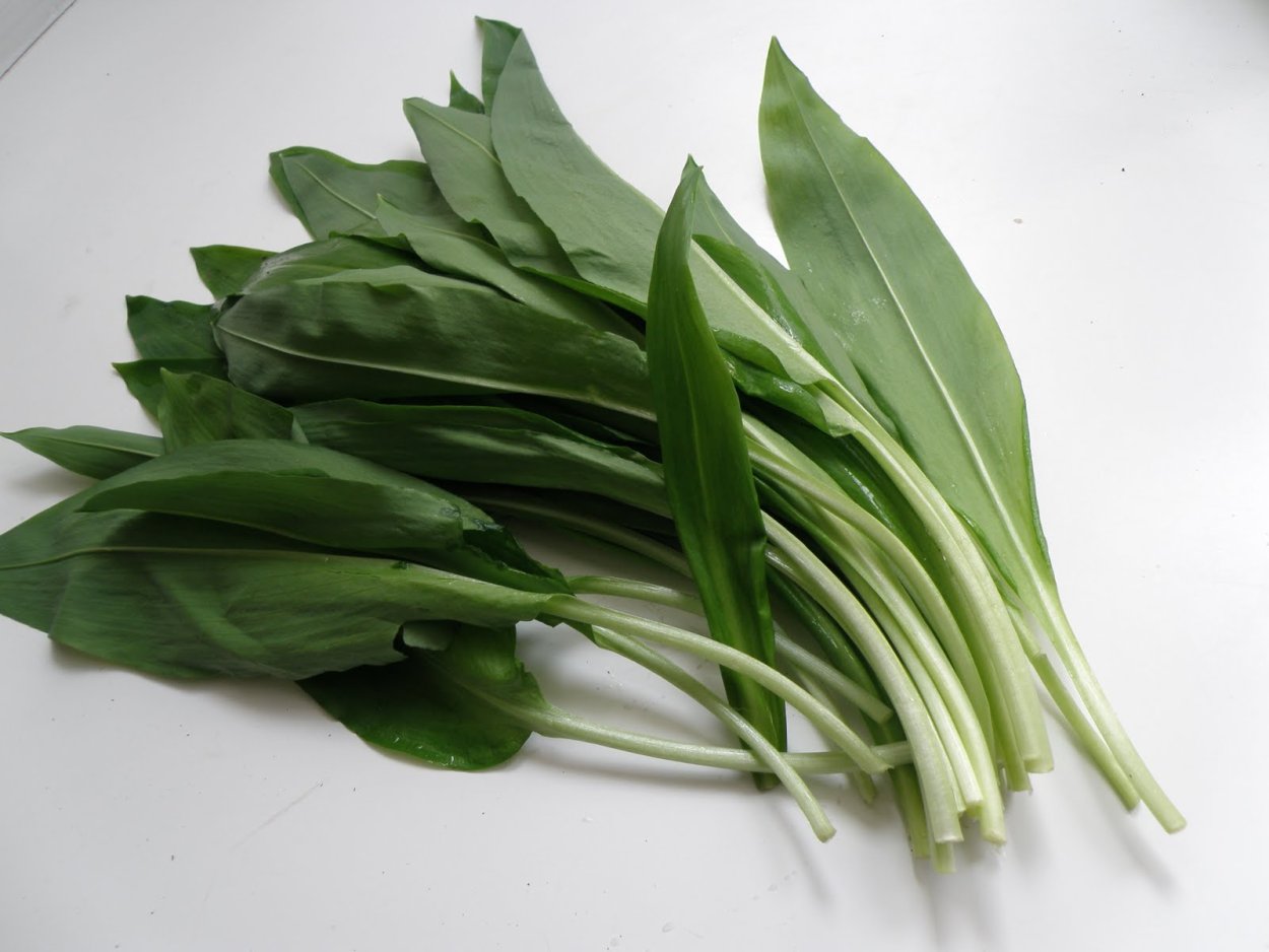 Черемша сиреневая