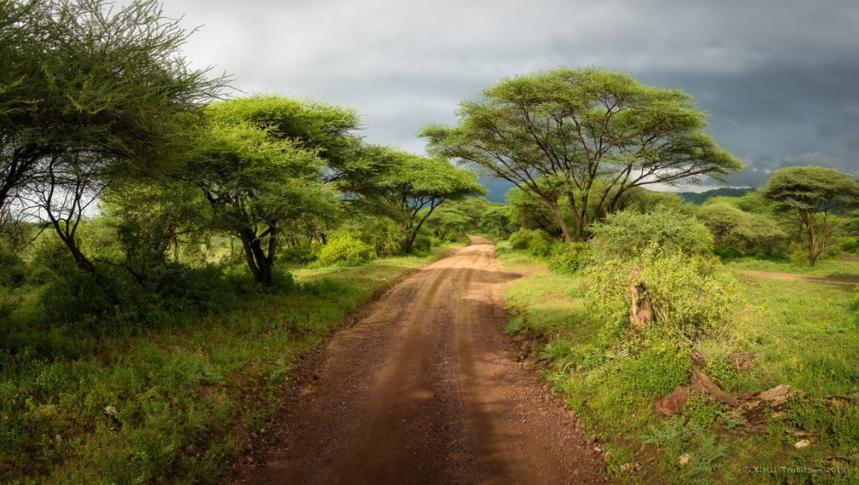 Африка пустыня Саванна джунгли