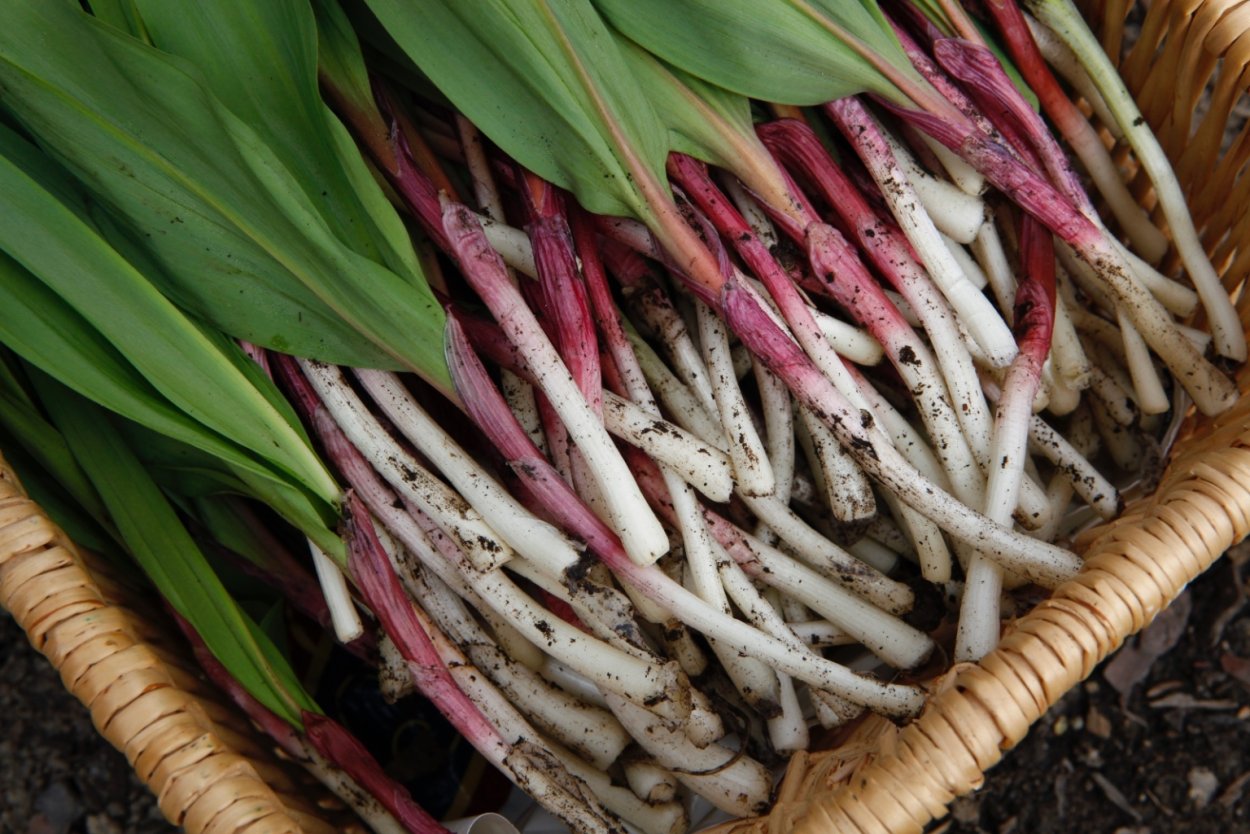 Черемша чесночная