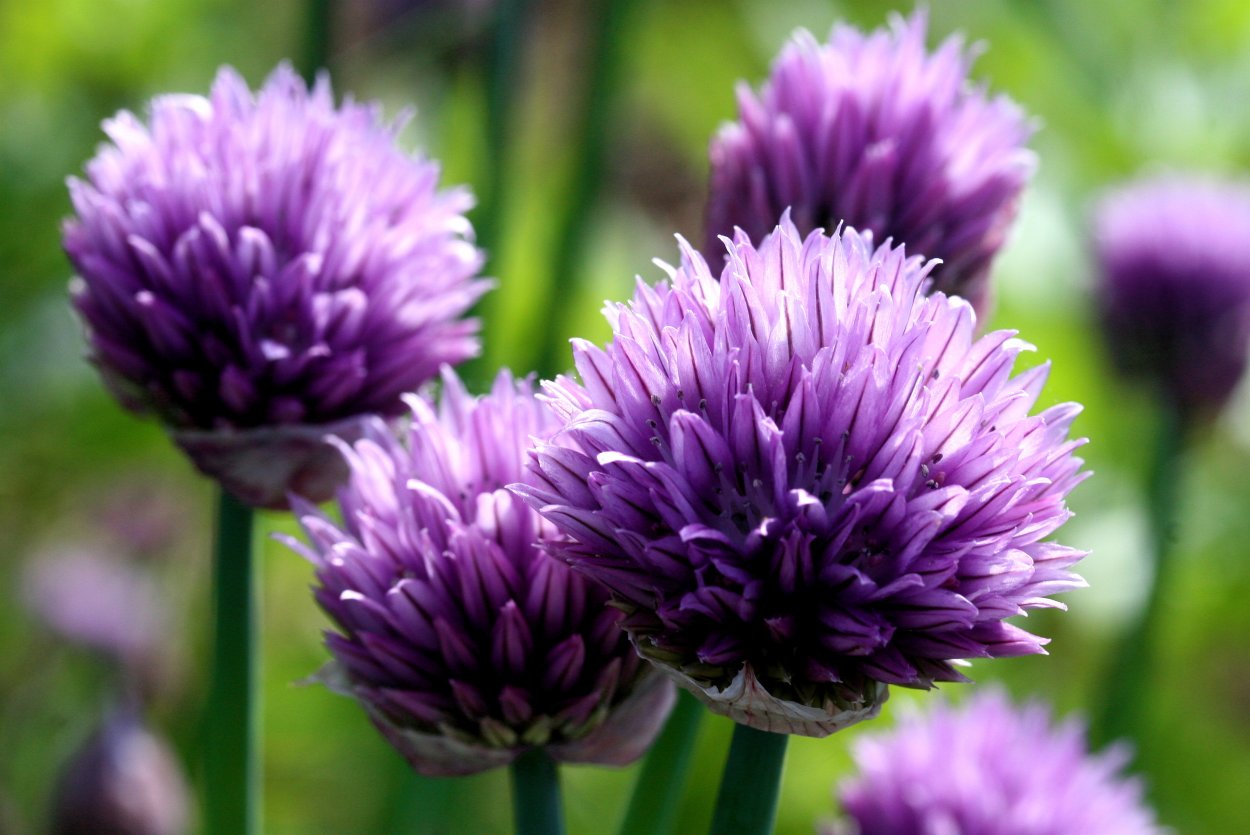 Лук Натальи