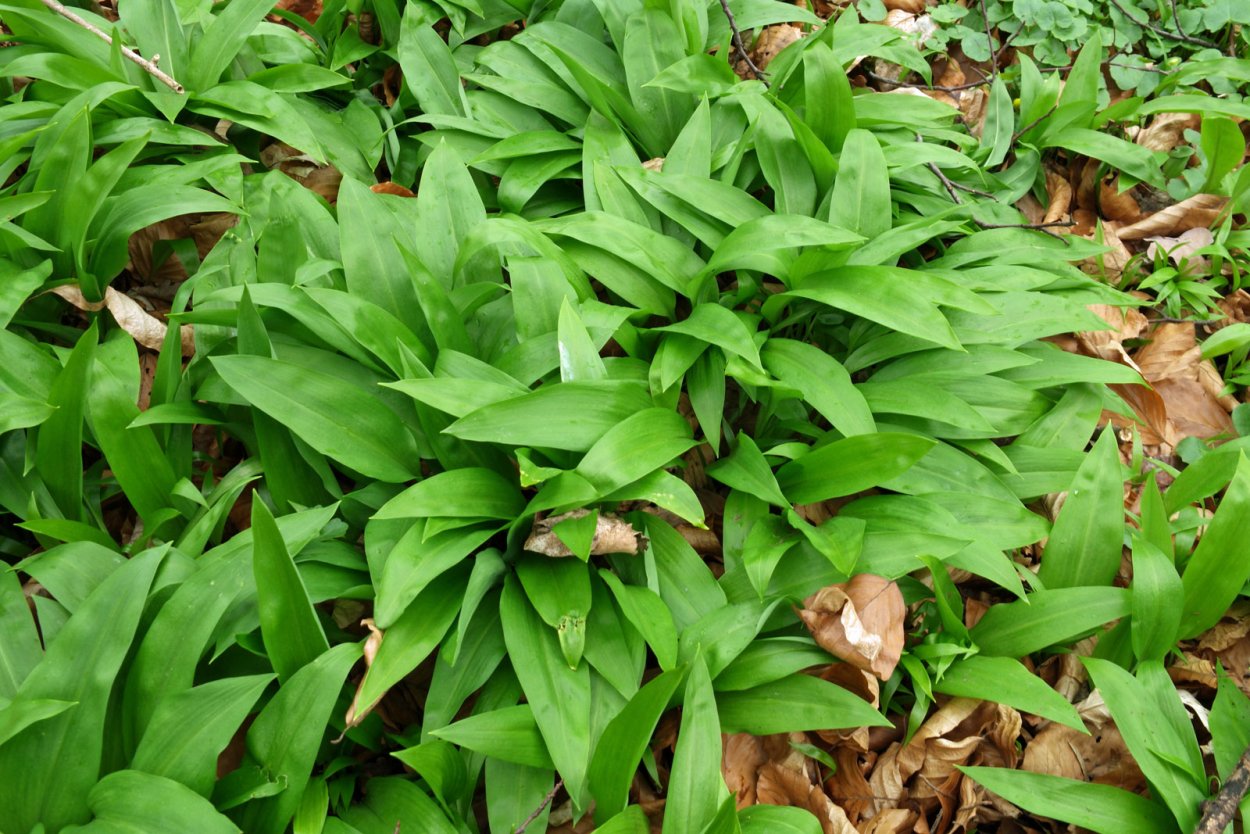 Анзур горный лук