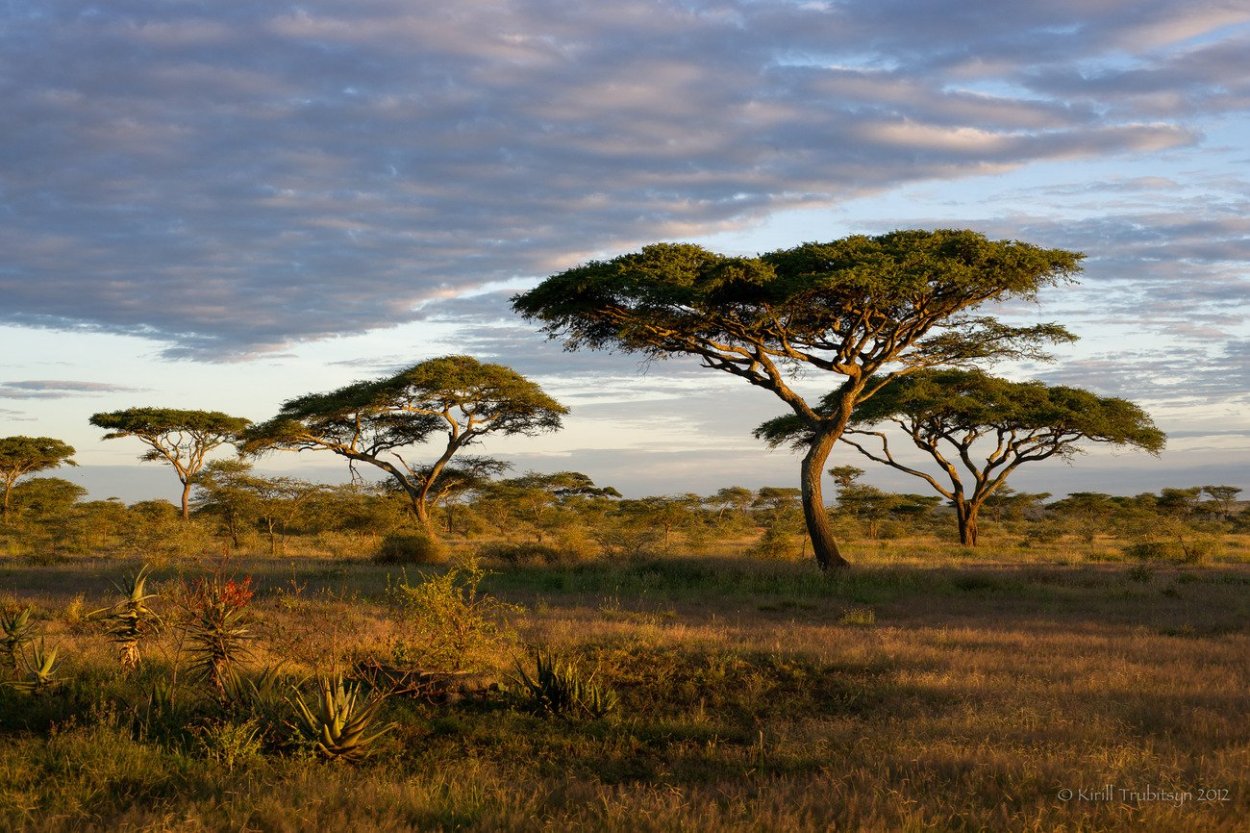 Саванны Австралии