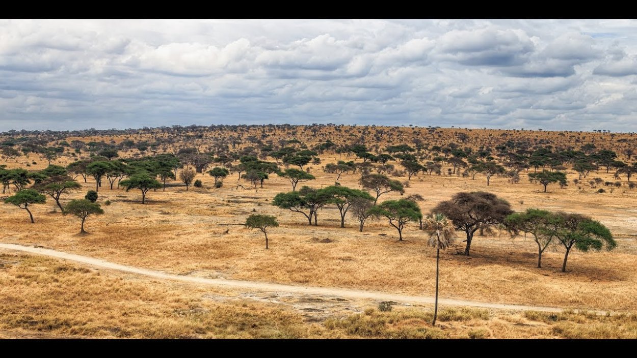 Тропическое Редколесье Африка