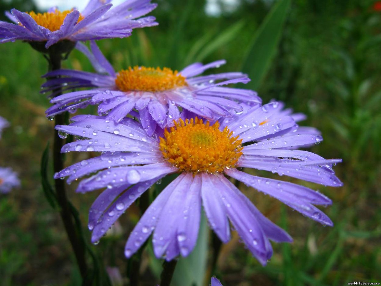 Фиолетов Ромашка ближе к осени