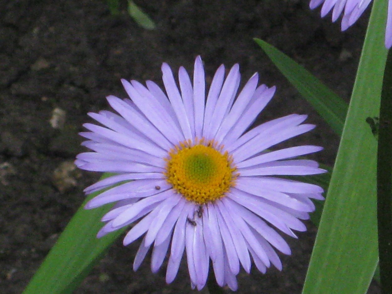 Астра Альпийская голубая