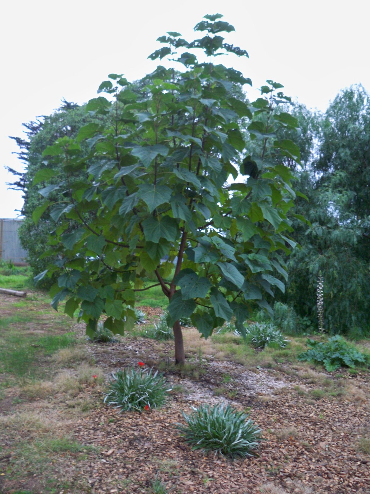 Павловния саженцы