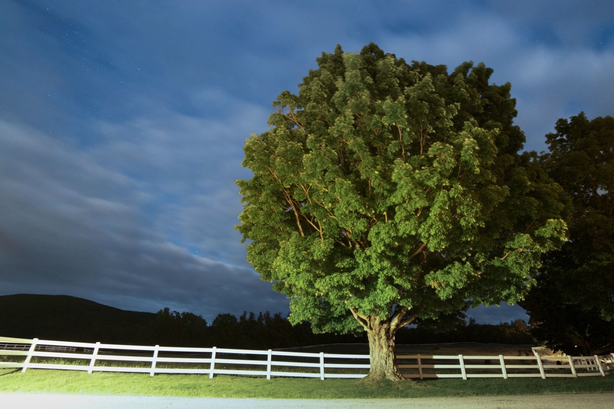 Красивое высокое дерево