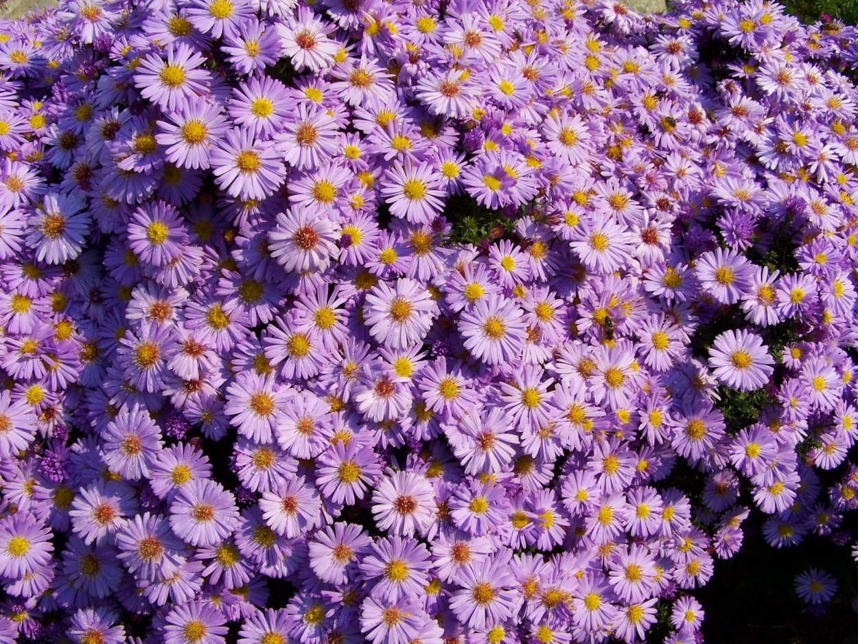 Астра Ромашковая. Aster amellus