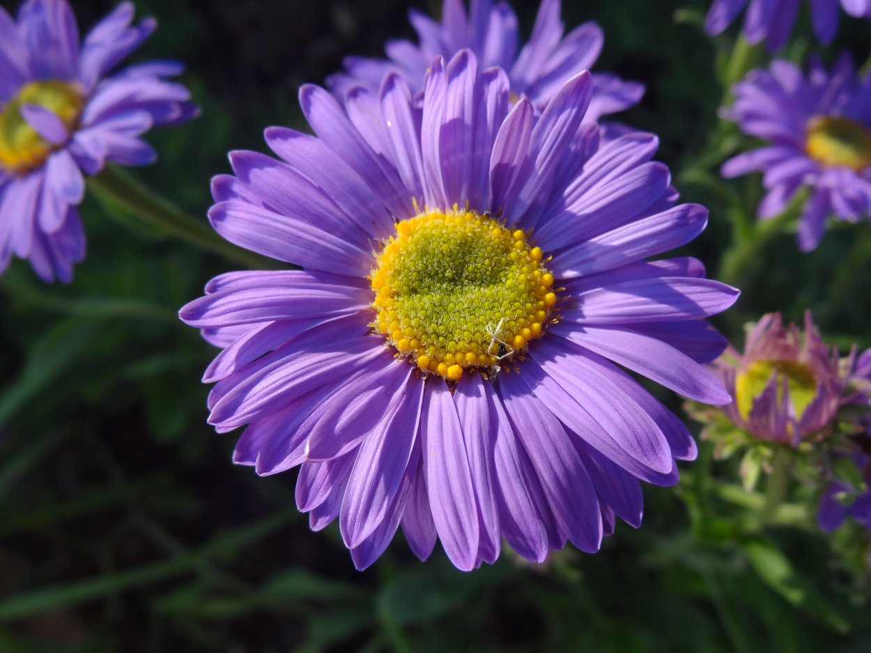 Ромашка с сиреневыми лепестками