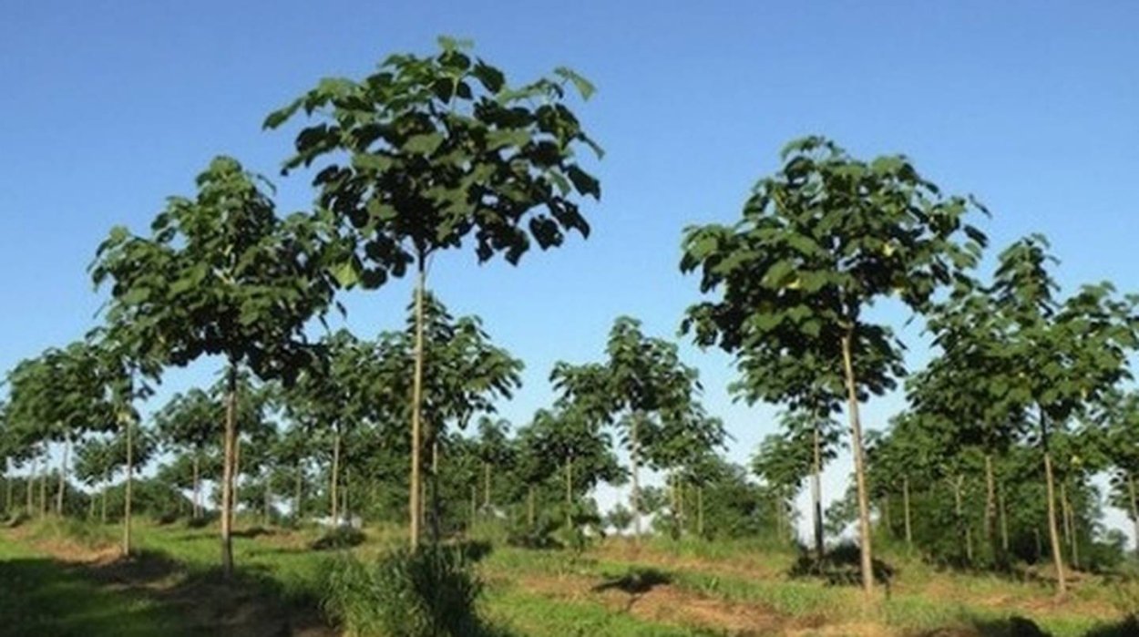 Павлония зеленая